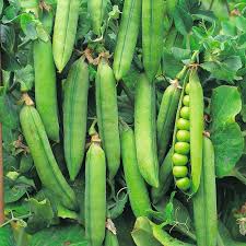 Snap Pea Vegetable Seeds for Planting – Heirloom, Non-GMO, High Germination Organic Garden Seeds