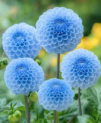 Dahlia Sky Blue Flower Seeds for Planting – Heirloom, Non-GMO, High Germination Organic Garden Seeds