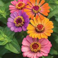 Flower Seeds, Seeds,Seeds For Planting,Plant Seeds