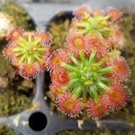 Pink Sundew Flower Seeds for Planting | Heirloom Non-GMO, High Germination Organic Garden Seeds