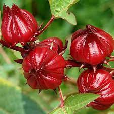 Flower Seeds, Seeds,Seeds For Planting,Plant Seeds
