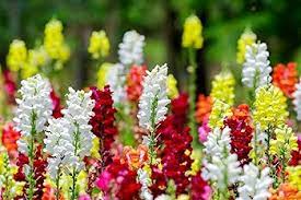 White & Pink Antirrhinum Flower Seeds for Planting – Heirloom, Non-GMO, High Germination Organic Garden Seeds