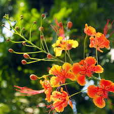Caesalpinia Flower Seeds for Planting - Heirloom, Non-GMO, Seasonal Bloomer, Organic Garden Seeds