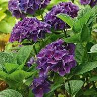 Purple & Dark Blue Hydrangea Flower Seeds for Planting – Heirloom, Non-GMO, High Germination Organic Garden Seeds