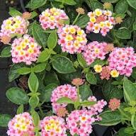 Pink Yellow Lantana Flower Seeds for Planting | Heirloom Non-GMO High Germination Organic Garden Seeds