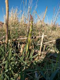Green Wild Asparagus Vegetable Seeds for Planting – Heirloom & Non-GMO Garden Seeds
