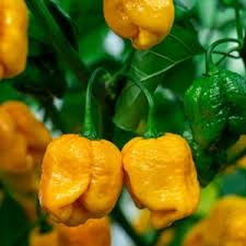 Yellow Reaper Seeds for Planting – Heirloom, Non-GMO, High Germination, Organic Garden Seeds for Fiery Chili Peppers