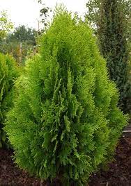 Green Thuja Orientalis Plant Seeds for Planting – Heirloom & Non-GMO Ornamental Evergreen Seeds