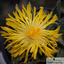 Yellow Faucaria Tigrina Flower Seeds for Planting – Long Bloom Season, Heirloom, Non-GMO, High Germination