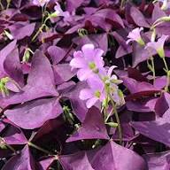 Oxalis Flower Seeds for Planting | Heirloom Non-GMO Organic Garden Seeds