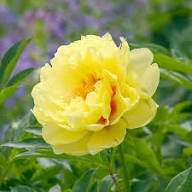 Paeonia Flower Seeds for Planting – Heirloom, Non-GMO, Seasonal Bloomer, Organic Garden Seeds