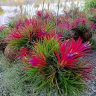 Tillandsia Flower Seeds for Planting – Heirloom, Non-GMO, High Germination Organic Garden Seeds