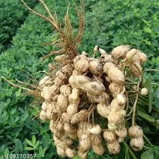 Black Peanut Seeds for Planting – Heirloom Non-GMO Organic Garden Seeds with High Germination for Vegetables