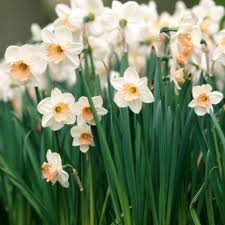 Daffodil Flower Seeds for Planting - Heirloom, Non-GMO, Sun Loving, Organic Garden Seeds with High Germination