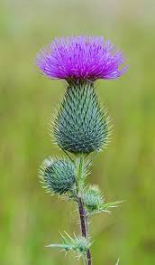 Cirsium Muticum Flower Seeds for Planting – Vibrant Colors, Heirloom, Non-GMO, High Germination