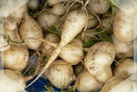 Jicama Vegetable Seeds for Planting – Heirloom & Non-GMO Garden Seeds for Crunchy Salad Roots