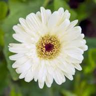 White Gerbera Vanilla Flower Seeds for Planting | Heirloom Non-GMO High Germination Organic Garden Seeds