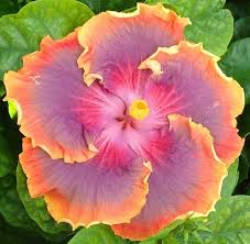Ash Red Hibiscus Flower Seeds for Planting - Heirloom, Non-GMO, High Germination Organic Garden Seeds