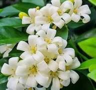 White Volkensii Flower Seeds for Planting – Cut Flower Favorite Heirloom, Non-GMO, High Germination Organic Garden Seeds