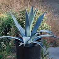 Green Agave Ferox Flower Seeds for Planting – Heirloom, Non-GMO, Sun-Loving Garden Seeds