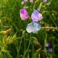 Blue Lathyrys Satuvys Flower Seeds for Planting – Heirloom, Non-GMO, Perfect for Borders Organic Garden Seeds
