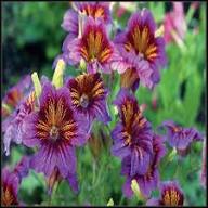 Purple Salpiglossis Flower Seeds for Planting | Heirloom Non-GMO High Germination Organic Garden Seeds