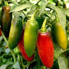 Trinidad Pimento Pepper Seeds for Planting – Heirloom, Non-GMO Aromatic Peppers for Flavorful Organic Cooking Gardens