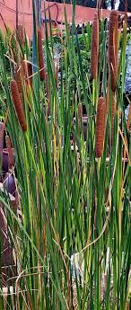 Green Cattail Flower Seeds for Planting – Heirloom & Non-GMO Garden Seeds
