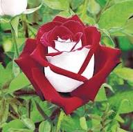 Rare Deep Red & White Osiria Ruby Rose Flower Seeds for Planting | Heirloom Non-GMO Organic Garden Seeds