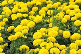 Heirloom Marigold Flower Seeds for Planting – Non-GMO, High Germination Organic Garden Seeds