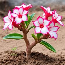 Pink White Adenium Obesum Seeds for Planting – Heirloom, Non-GMO, Garden Favorite, Organic Seeds with High Germination
