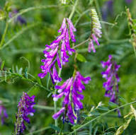 Purple Hairy Vetch Flower Seeds for Planting | Heirloom Non-GMO High Germination Organic Garden Seeds