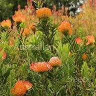 Leucospermum Flower Seeds for Planting – Heirloom Non-GMO Fragrant Blossoms Organic Garden Seeds