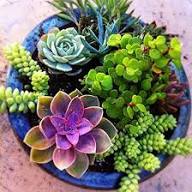 Mixed Sempervivum Flower Seeds for Planting | Heirloom Non-GMO High Germination Organic Garden Seeds