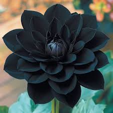 Black Pompon Dahlia Flower Seeds for Planting – Heirloom Non-GMO High Germination Organic Garden Seeds