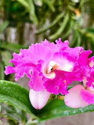 White Pink Cattleya Hybrida Flower Seeds for Planting – Heirloom Non-GMO, High Germination Organic Garden Seeds