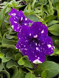Dark Violet White Oblique Petunia Flower Seeds for Planting – Heirloom, Non-GMO, High Germination Organic Garden Seeds