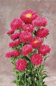 Dark Pink China Aster Flower Seeds for Planting | Heirloom Non-GMO High Germination