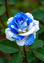 White Blue Rose Flower Seeds for Planting – Bright Blooms, Heirloom, Non-GMO, High Germination Organic Garden Seeds