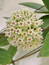 Lime Green Maroon Hoya Carnosa Flower Seeds for Planting – Heirloom, Non-GMO, High Germination Mix