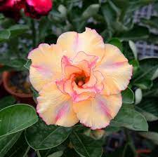 Desert Rose Seeds,Adenium Obesum Popular Succulent  Flower seeds for Planting - Garden Favorite, Heirloom & GMO Free Seeds for Home Garden