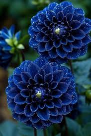 Dark Blue Dahlia Flower Seeds for Planting – Heirloom, Non-GMO, High Germination Organic Garden Seeds