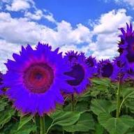 Violet Sunflower Perennial Flower Seeds for Planting – Heirloom Non-GMO High Germination Organic Garden Seeds