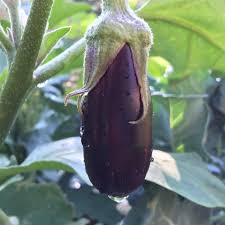 Eggplant Seeds for Planting Dark Violet – Heirloom, Non-GMO, Robust & Easy – Organic Garden Seeds