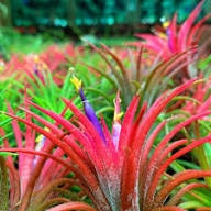 Mixed Bromeliad Tillandsia Flower Seeds for Planting – Heirloom Non-GMO High Germination Organic Garden Seeds
