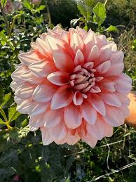 White Orange Dahlia Flower Seeds for Planting – Heirloom Non-GMO High Germination Organic Garden Seeds