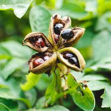 Green Yucca Plant Seeds for Planting – Heirloom & Non-GMO Garden seeds, hardy ornamental plant for arid landscapes