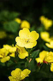 Yellow Primula Flower Seeds for Planting – Heirloom, Non-GMO, High Germination Organic Garden Seeds