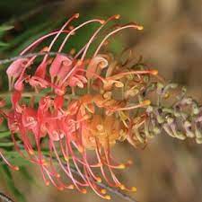 Burgundy Grevillea Robusta Flower Seeds – Heirloom, Non-GMO, High Germination Organic Garden Seeds for Planting