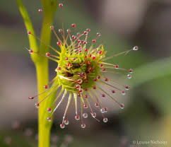 Pale Pink Sundew Flower Seeds for Planting - Heirloom, Non-GMO, Perfect for Borders Organic Garden Seeds